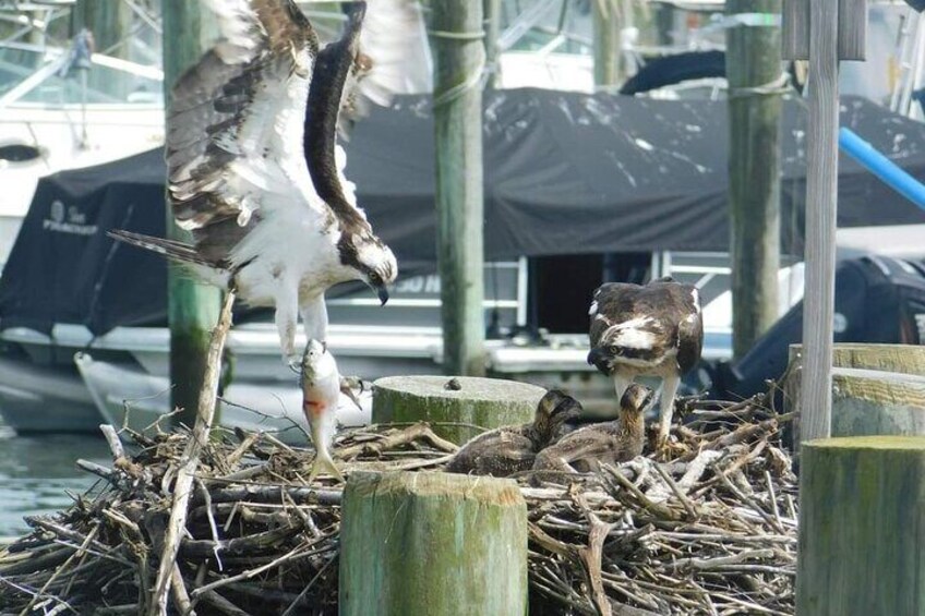 Wetlands Safari Cruise (Birding By Boat)