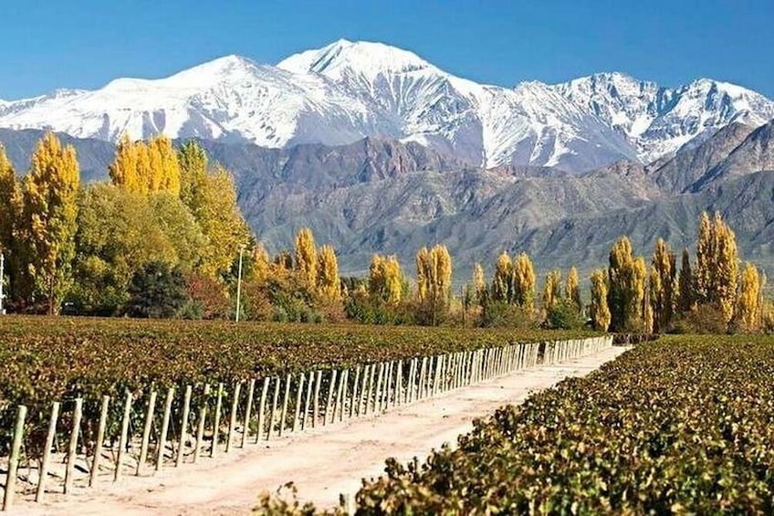 Private Day in Mendoza Winery with Airfare from Buenos Aires