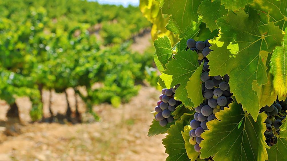 Show item 3 of 5. visiting a vineyard in Provence