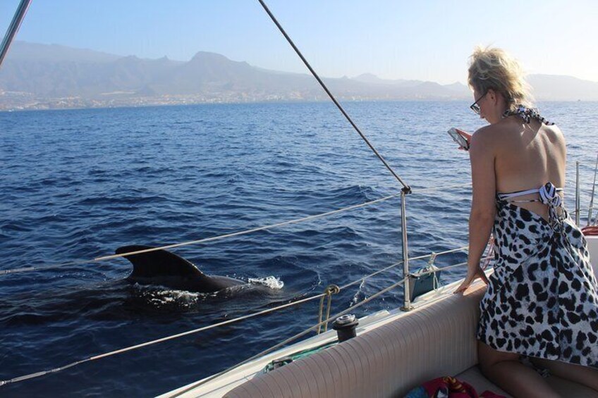 Whale and Dolphin Small Group Sailing from Tenerife South