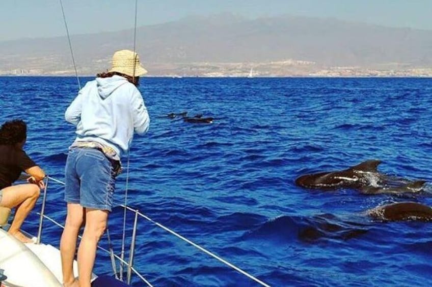 Whale and Dolphin Small Group Sailing from Tenerife South