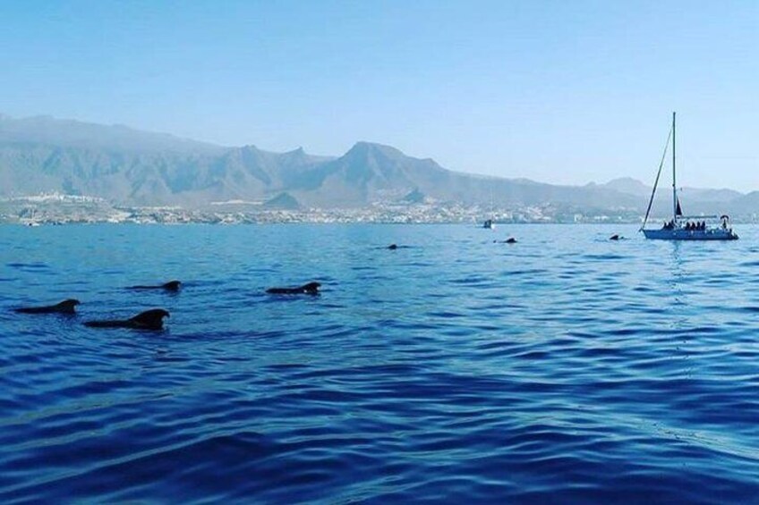 Whale and Dolphin Small Group Sailing from Tenerife South