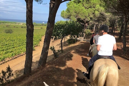Ride in the vineyards of Ramatuelle at sunset