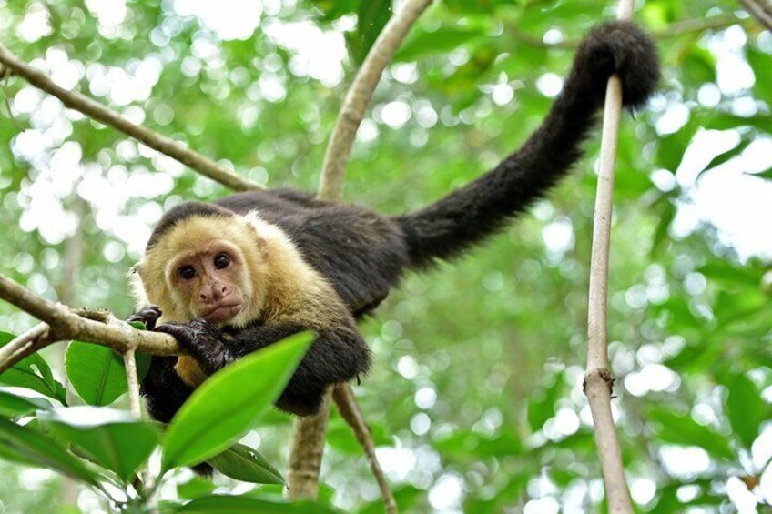 Costa Rica Highlights 8D/7N Vacation Package