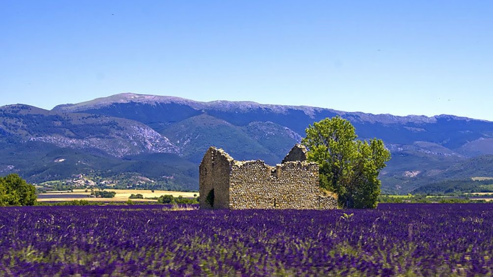 Charger l’élément 1 sur 5. old stone ruins amidst a field of lavender in Provence