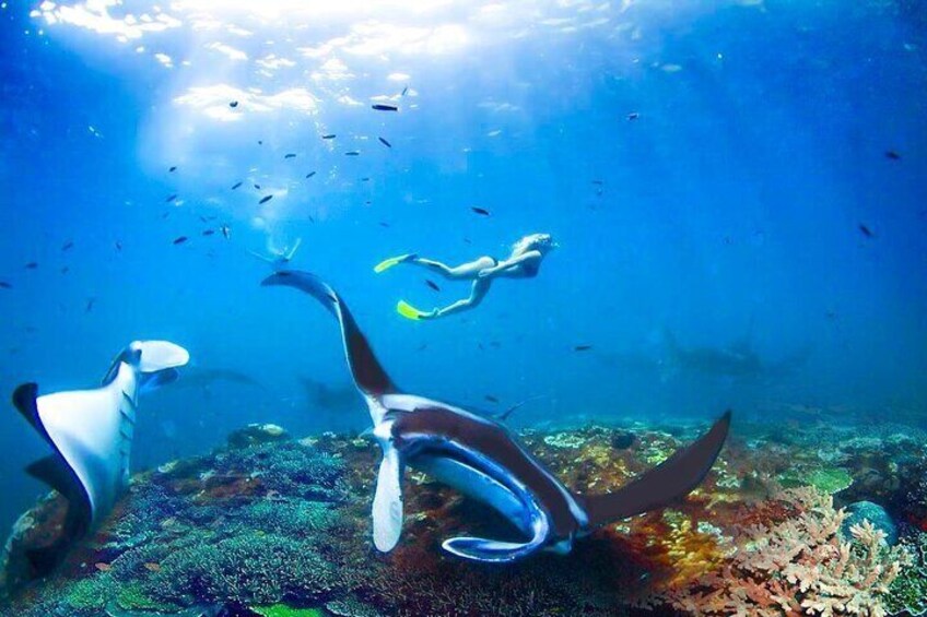 Snorkeling Manta Ray Safari in Nusa Penida