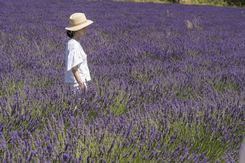Charger l’élément 3 sur 4. Afternoon Tour to the Lavender Fields around Valensole