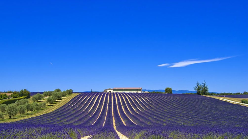 Charger l’élément 1 sur 4. a field of lavender in Provence