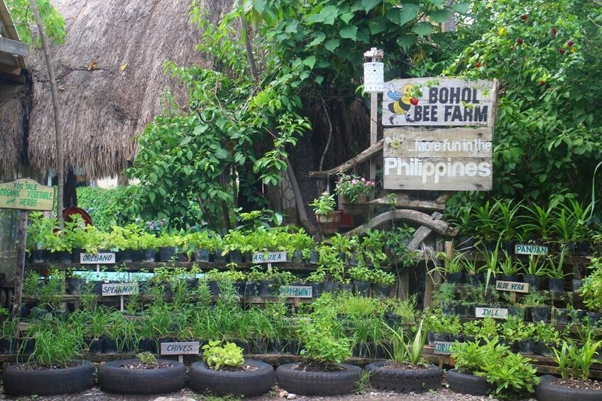 Show item 2 of 5. 2-in-1 Combo: Bohol Countryside with Panglao Tour