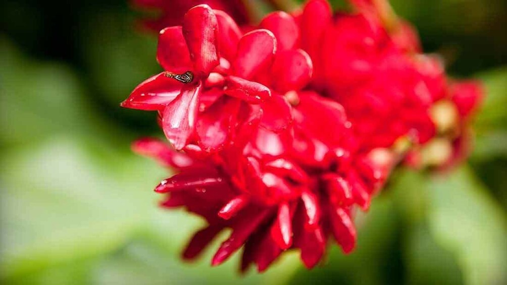 bright red flower in st lucia