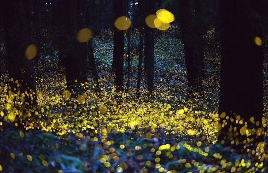 Fireflies Sanctuary, Lavender & Hacienda Chautla Tour