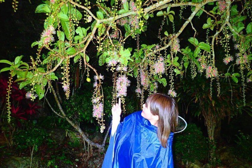 [Okinawa Ishigaki] Sagaribana watching tour (limited from June to August)