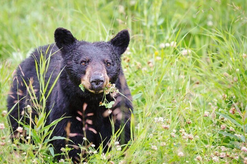 Possible wildlife sightings over Summer!