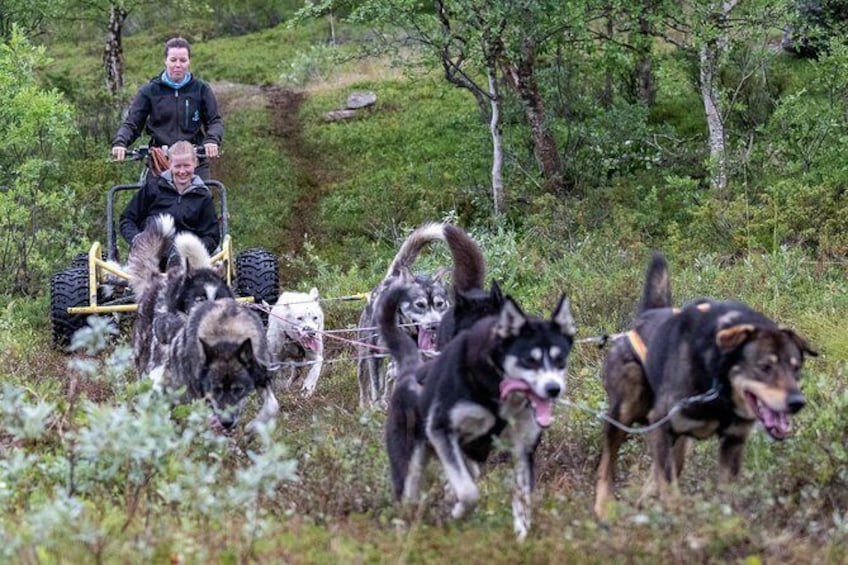 Husky Wagon