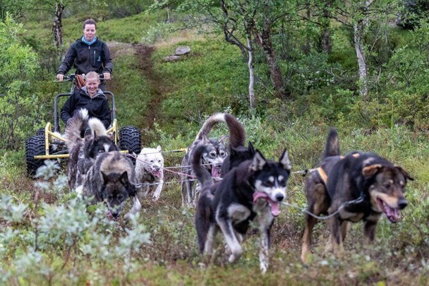 Husky Wagon Husky Wagon