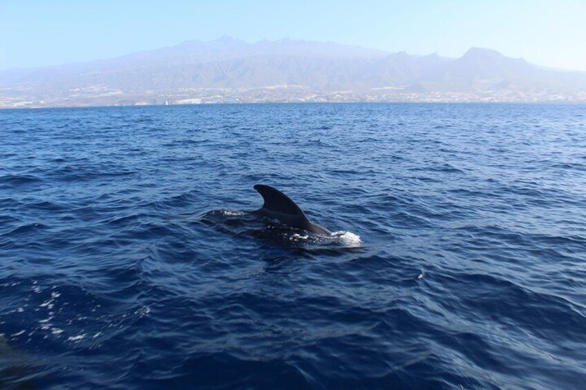 Private Charter in Tenerife south max 7 people