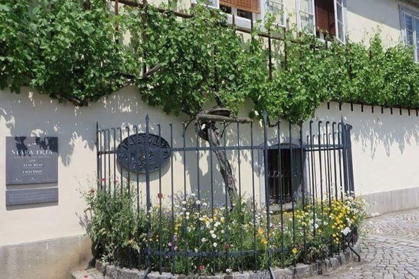 Show item 4 of 6. Full-Day Private Tour from Zagreb to Slovenian Styria
