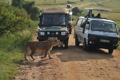 Excursion d'une demi-journée à l'aéroport de Nairobi au parc national de Na...