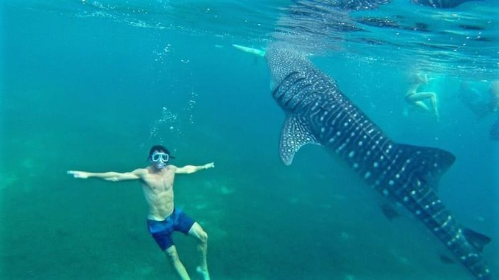 Oslob Whale Shark  Watching Tour + Kawasan Falls with Lunch