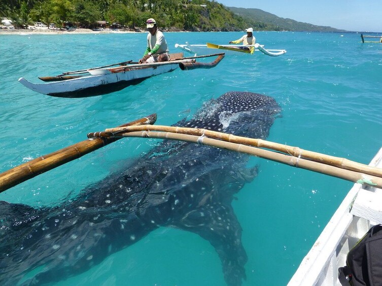 2-in-1 Combo: Oslob Whale Shark + Sumilon Island Tour