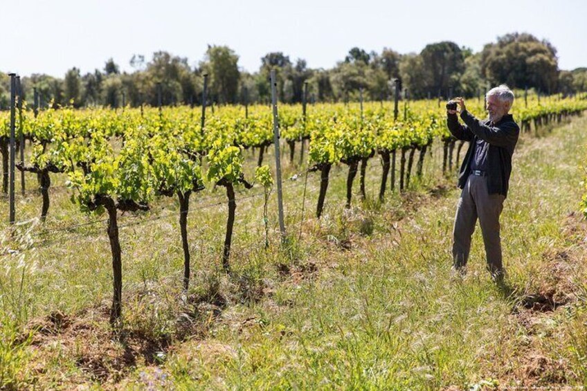 Vineyards of the Wine Cellar