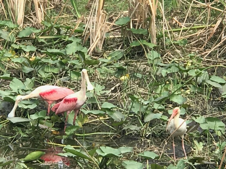 Apri foto 4 di 9. Private Jeep Tour and Airboat Adventure in the Everglades