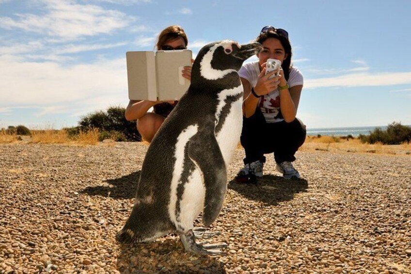 Penguins in Punta Tombo - Puerto Madryn