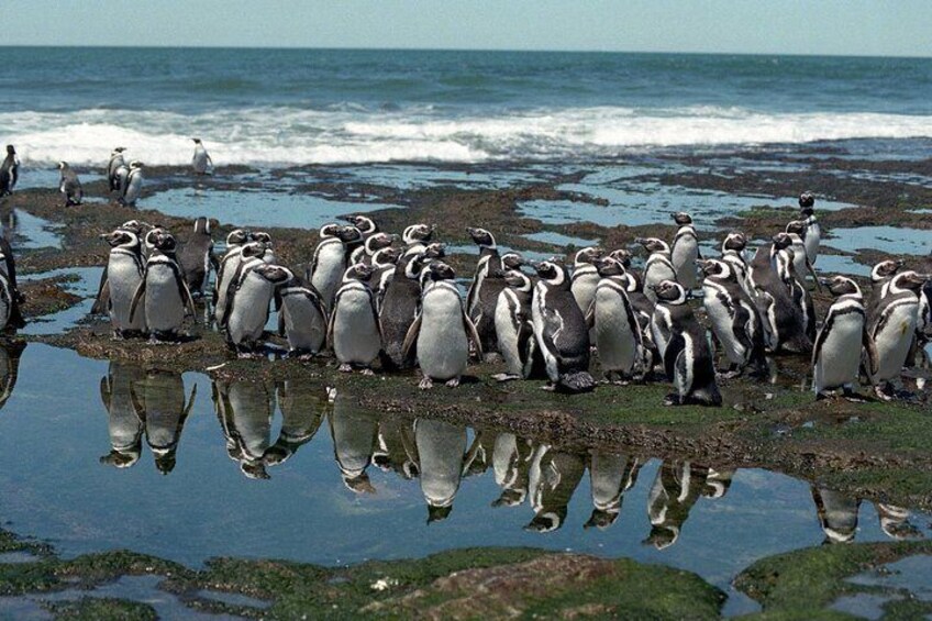 Pingüinos en Punta Tombo - Puerto Madryn
