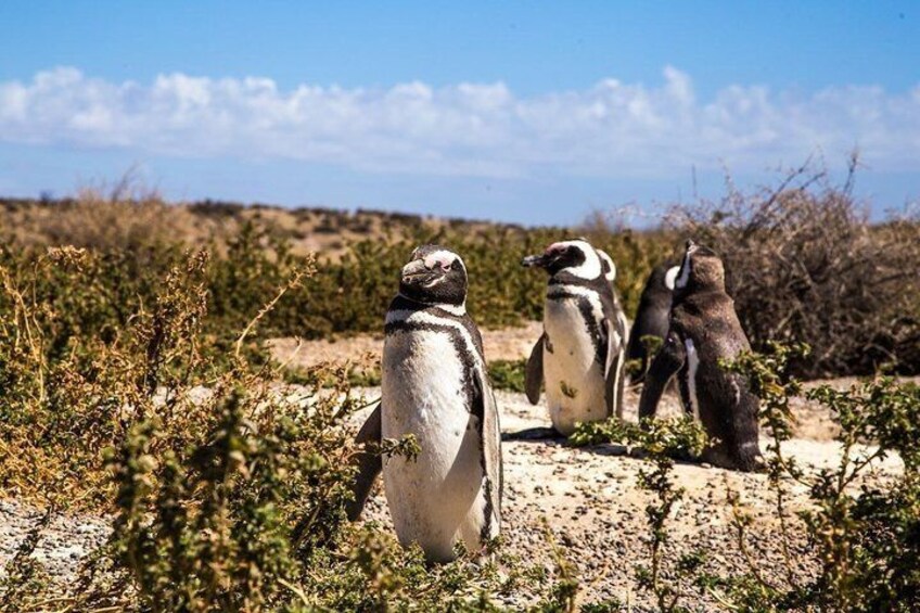 Pingüinos en Punta Tombo - Puerto Madryn