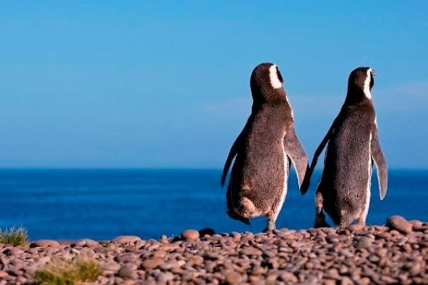 Penguins in Punta Tombo - Puerto Madryn