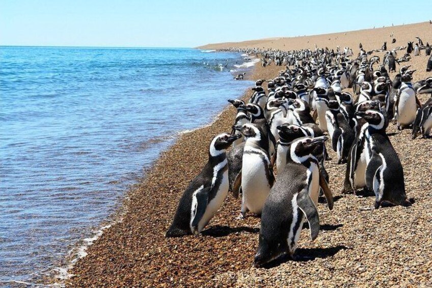 Pingüinos en Punta Tombo - Puerto Madryn