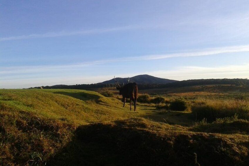 Visit Horton Plains National Park.