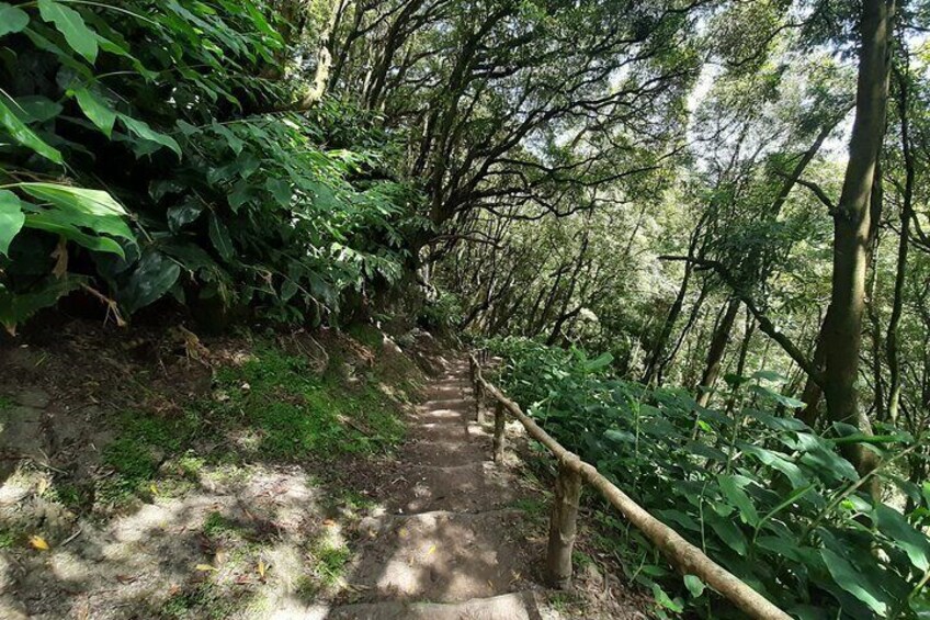 Half Day Hike Waterfalls Moinho do Felix with tea plantation