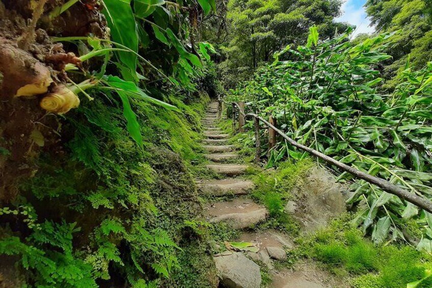 Half Day Hike Waterfalls Moinho do Felix with tea plantation