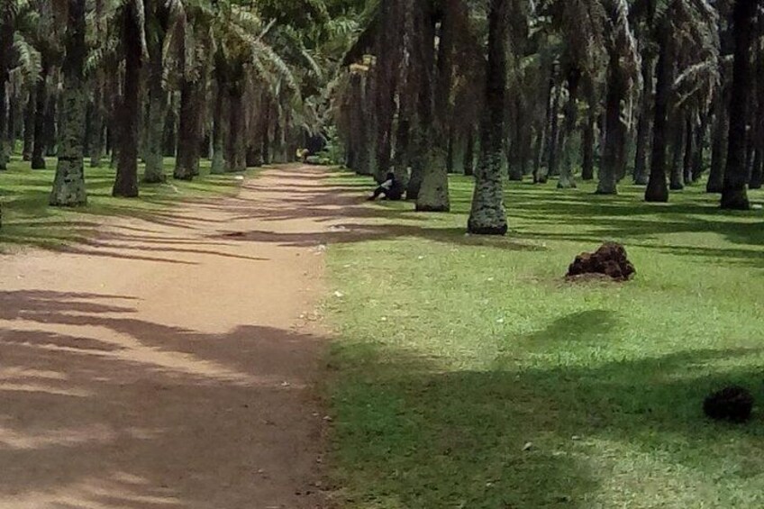 The Banco National Park and Bingerville tour in Abidjan