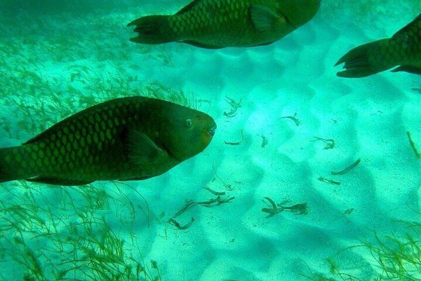 Parrot fish swimming by. 