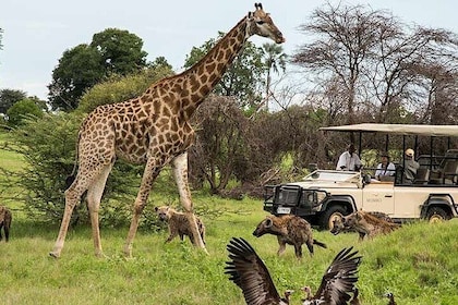 Cape Town - Overnight Best of Inverdoorn Safari Game Reserve