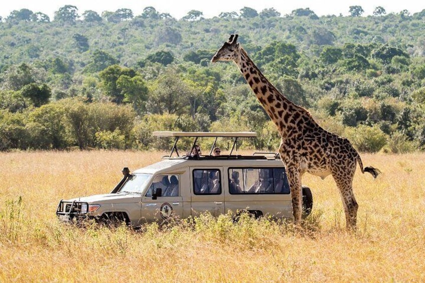Cape Town - Best of Inverdoorn Safari Full day tour