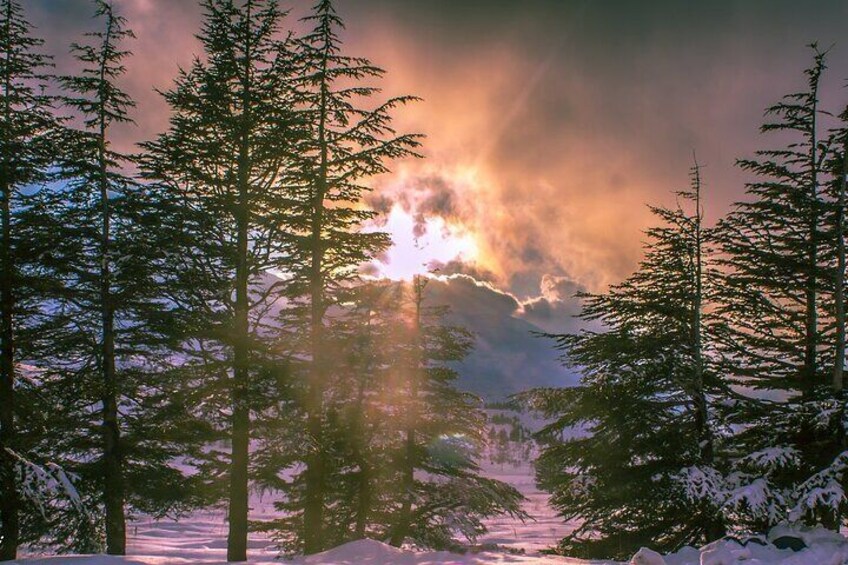 Cedars of God -Bcharre