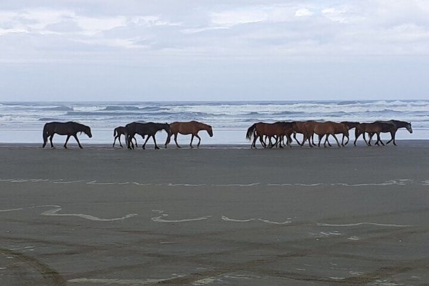 Wild horses on 90 mile beach.