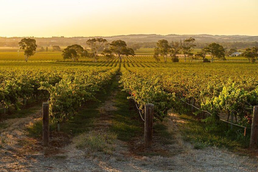 Lookout from Yalumba Signature Vineyard