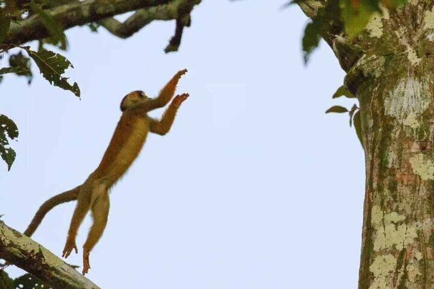 Squirrel monkey at Curassow Amazon Lodge