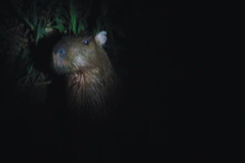 Capybara at Curassow Amazon Lodge