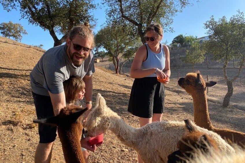 Alpaca Meet and Feed in Grândola