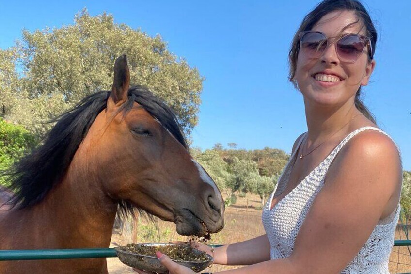 Feed our rescue horses