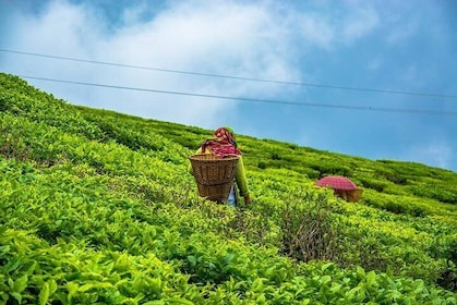 The Land Mark Tour (Nautical Day Darjeeling To Mirik crusade)