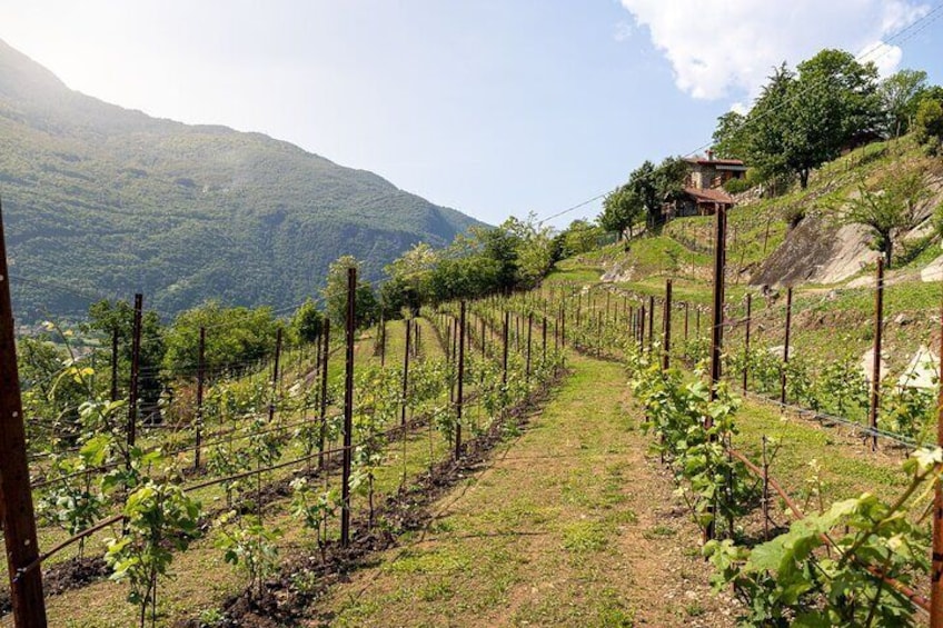 Lake Como: Food and Wine tour in Colico