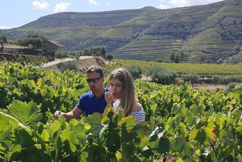 Stroll calmly through the vineyards