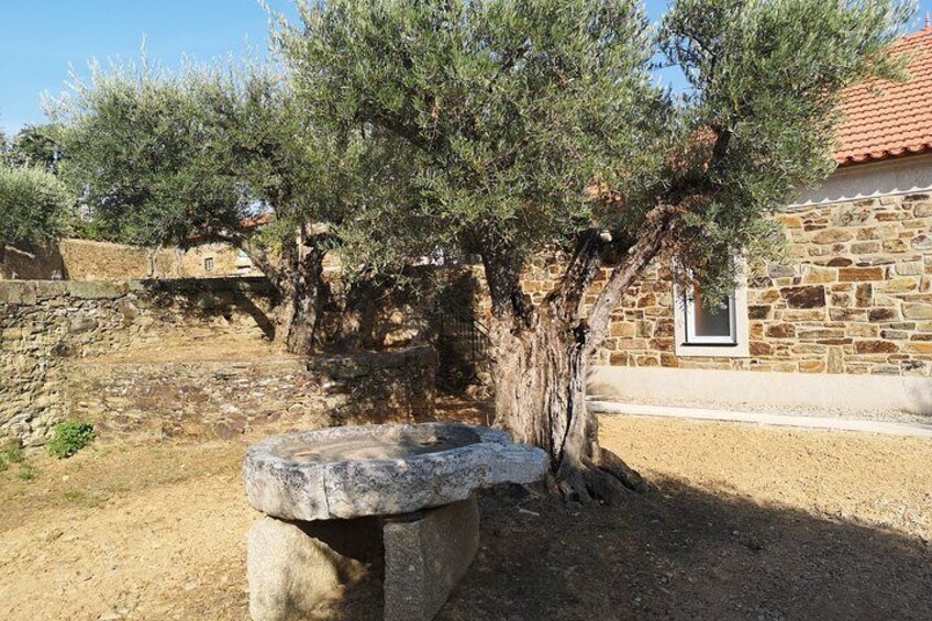 Ancient olive trees