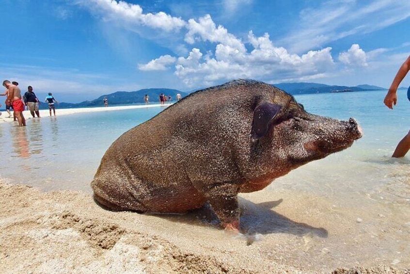 Pigs Island exclusive Semi VIP